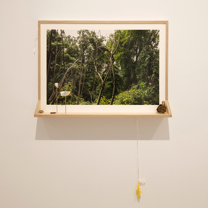 Matthew Jensen: Park Wonder