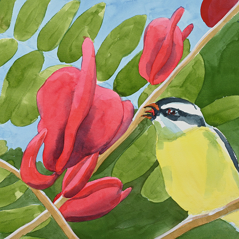 Eric Rhinehart, Bwa Kwaib, 2021 From The ABCs of Paradise Found Watercolor on paper 10 x 20 inches. It depicts a Yellow-throated Warbler perched on Bwa Kwaib flowers.