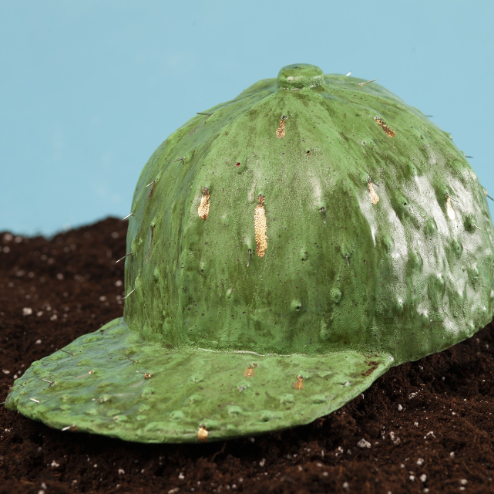 A green baseball cap sculpted to look like a cactus, complete with bumps and small patches of gold. The cap rests on dark soil against a light blue background, appearing as if it is growing from the ground.