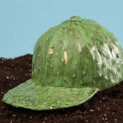 A green baseball cap sculpted to look like a cactus, complete with bumps and small patches of gold. The cap rests on dark soil against a light blue background, appearing as if it is growing from the ground.